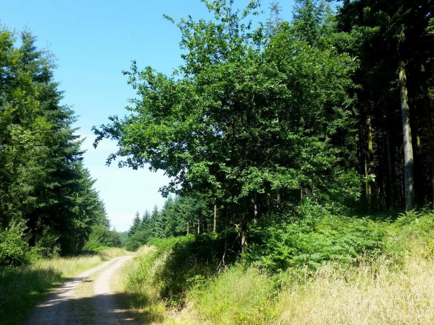 An image depicting the trail Chepstow Park Wood Walk and its surrounding area.