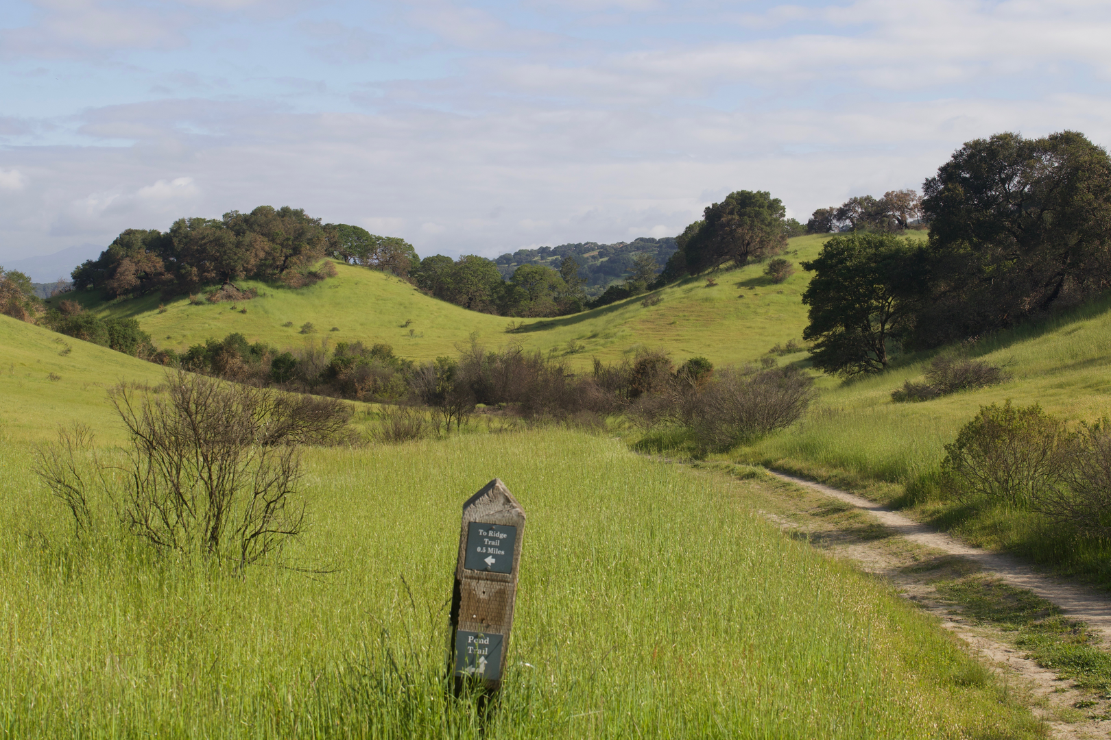 An image depicting the trail Big Leaf - South Ridge Loop Trail and its surrounding area.