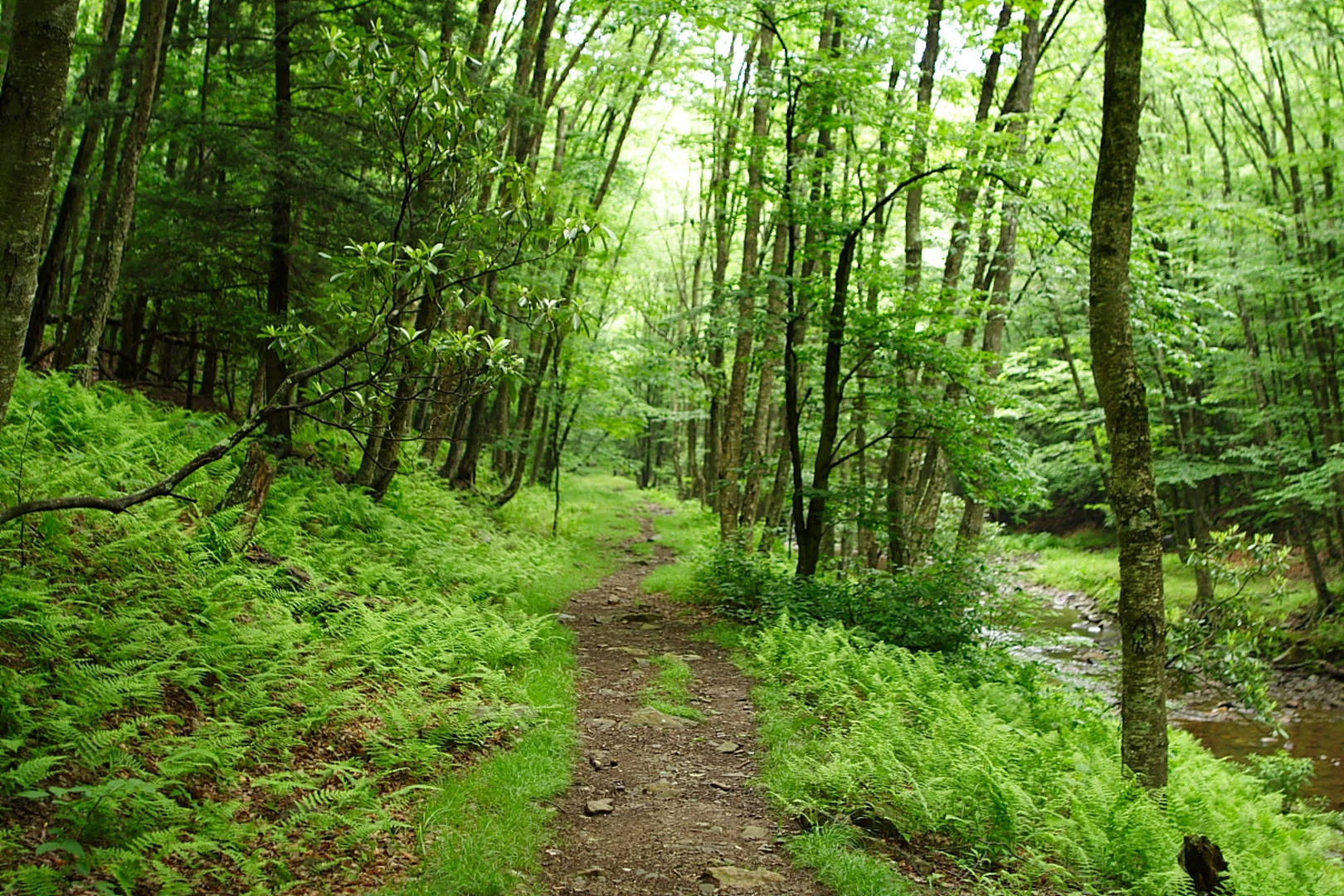 An image depicting the trail Seneca Loop Trail and its surrounding area.