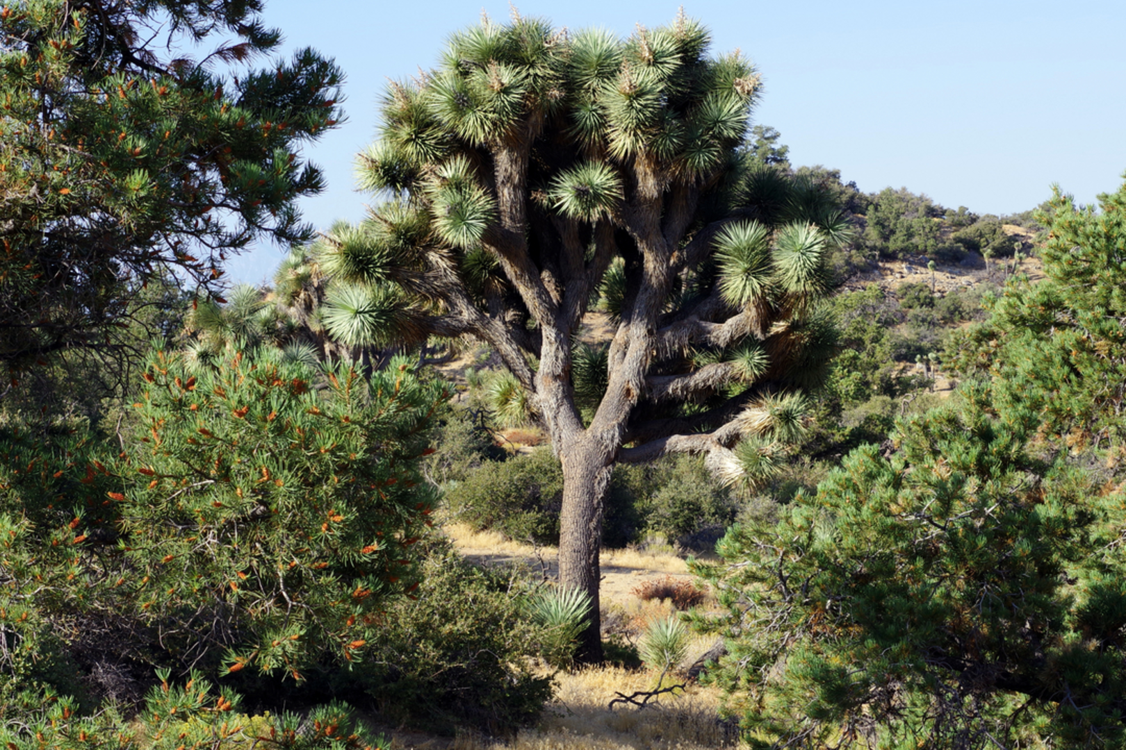 An image depicting the trail Panorama Loop Trail and its surrounding area.