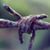 Ruth Thunderwhistle Goodall avatar
