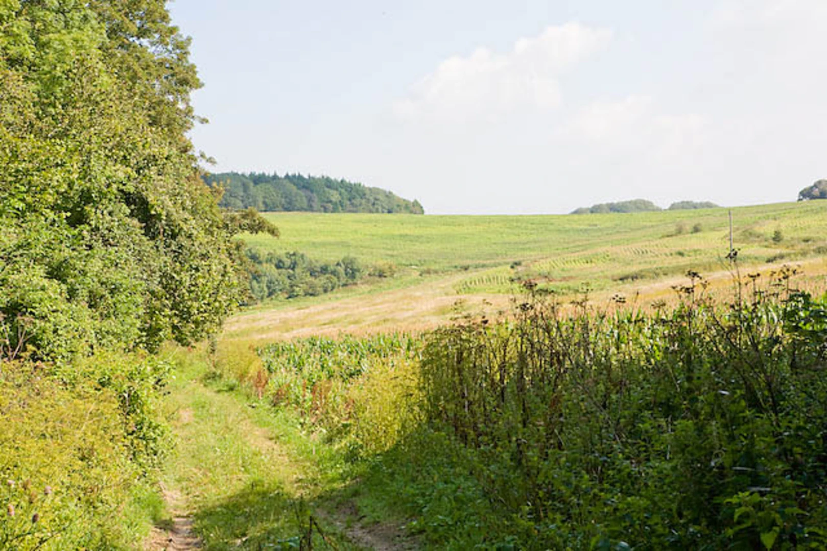 An image depicting the trail Carisbrooke - Bowcombe Down and Upper Watchingwell and its surrounding area.