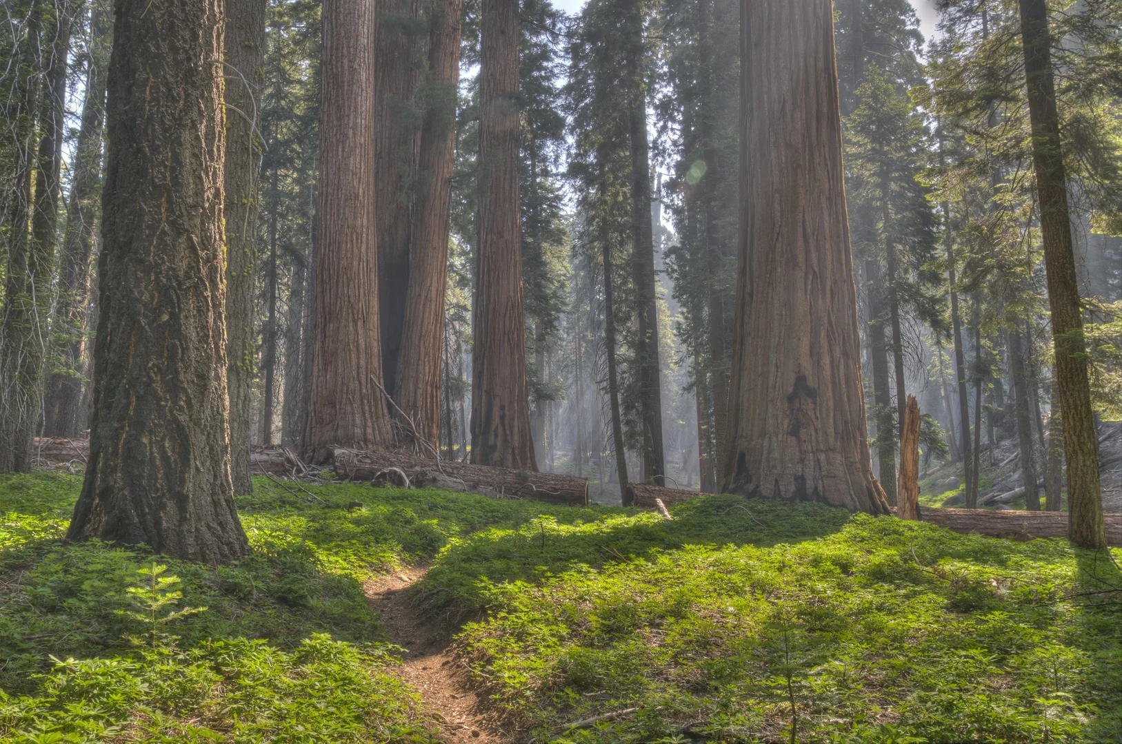 An image depicting the trail Alta, Huckleberry and Washington Tree Loop Trail and its surrounding area.