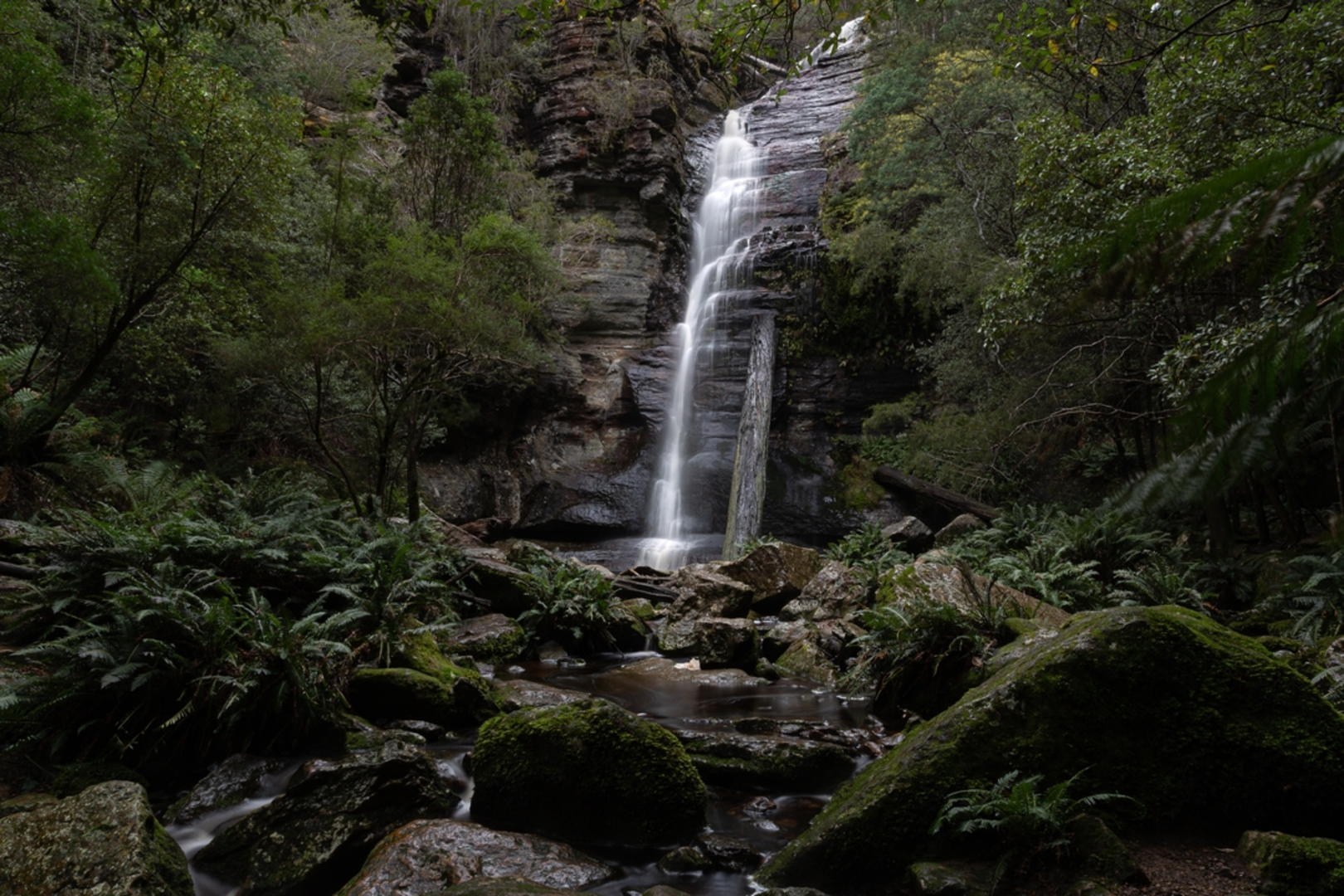An image depicting the trail Snug Falls Track and its surrounding area.