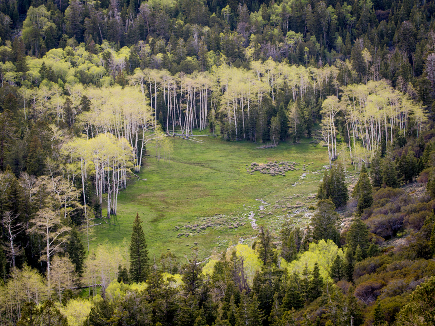 An image depicting the trail Lehman Creek Trail and its surrounding area.