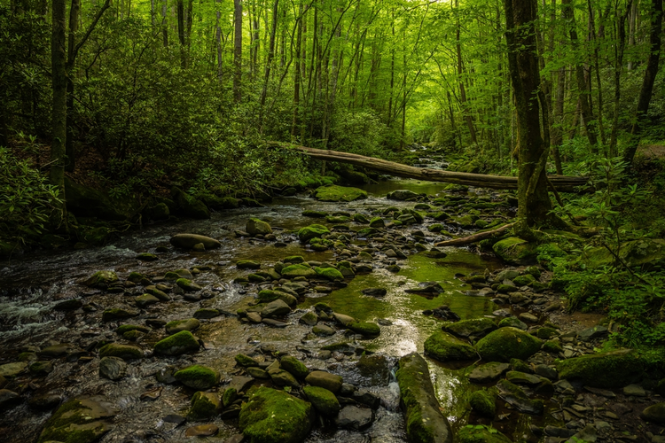 Greenbrier Ridge via Middle Prong Trail