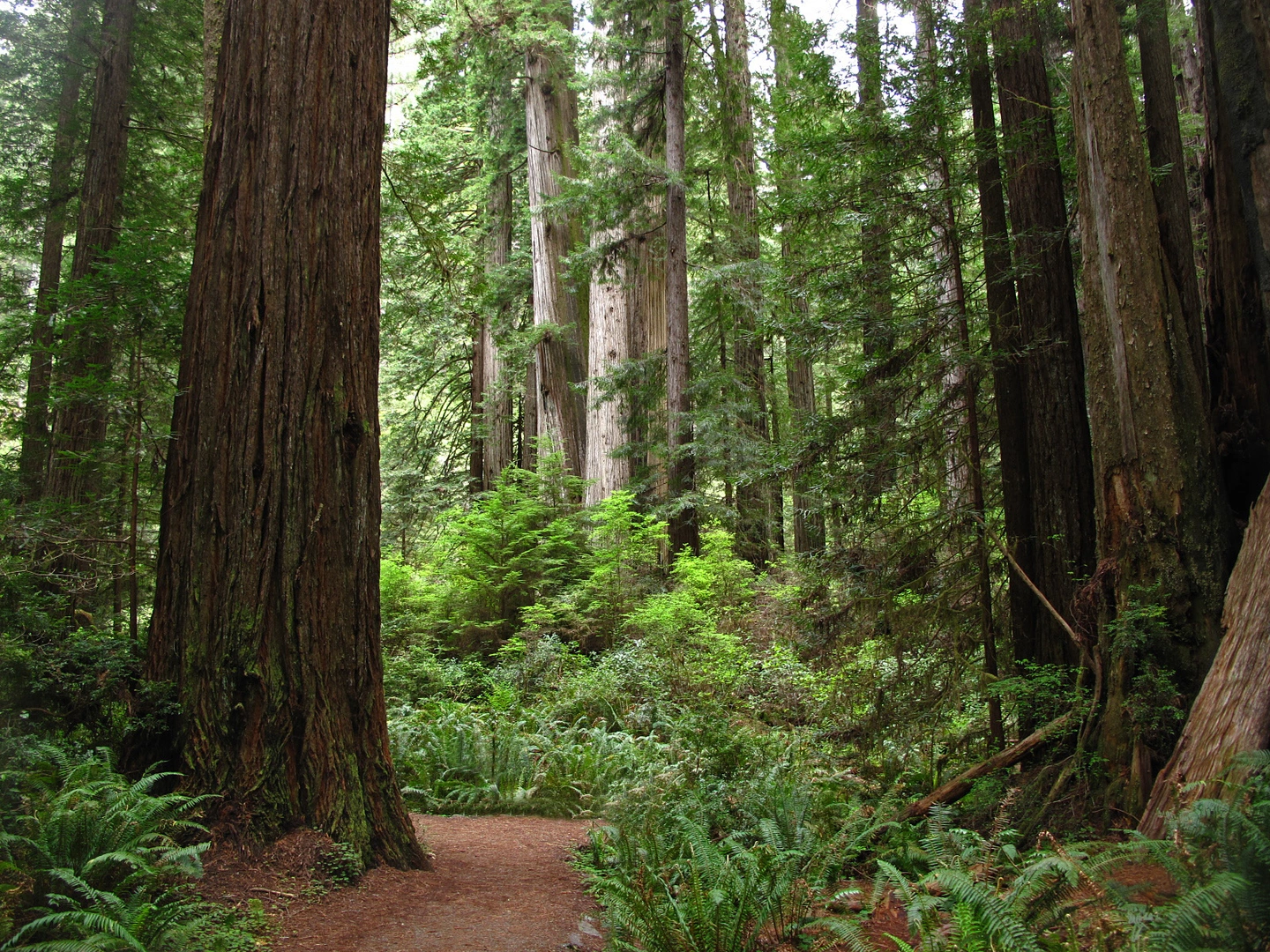 An image depicting the trail Rhododendron Trail and its surrounding area.