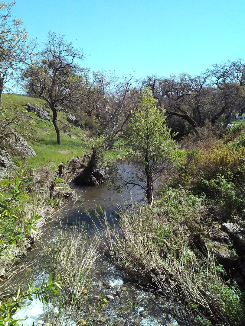 An image depicting the trail Walk along Uvas Creek and its surrounding area.
