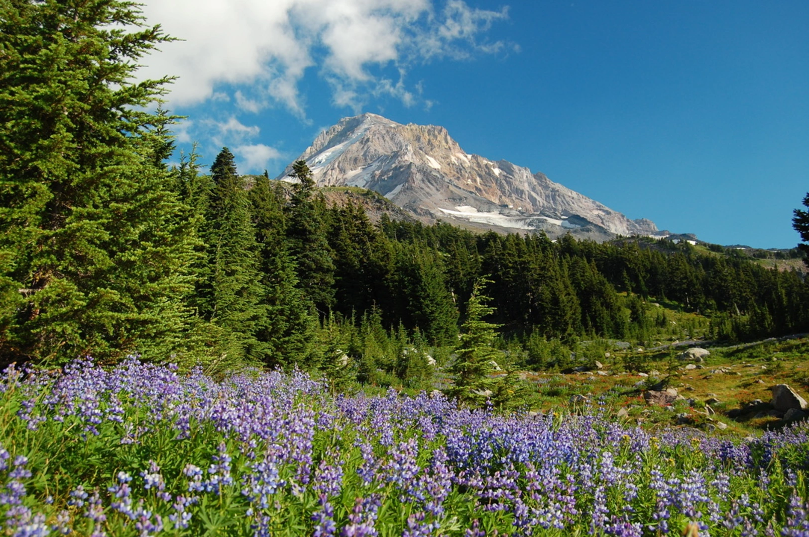 An image depicting the trail Bluegrass Ridge via Elk Meadows Trail and its surrounding area.