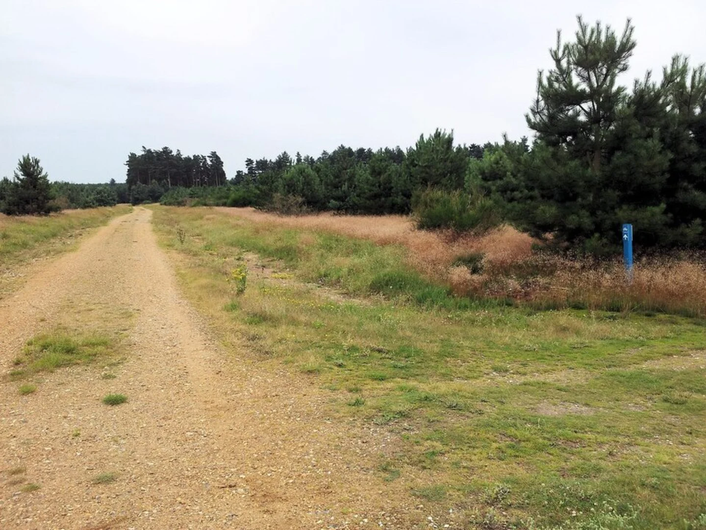 An image depicting the trail Brandon Country Park and its surrounding area.