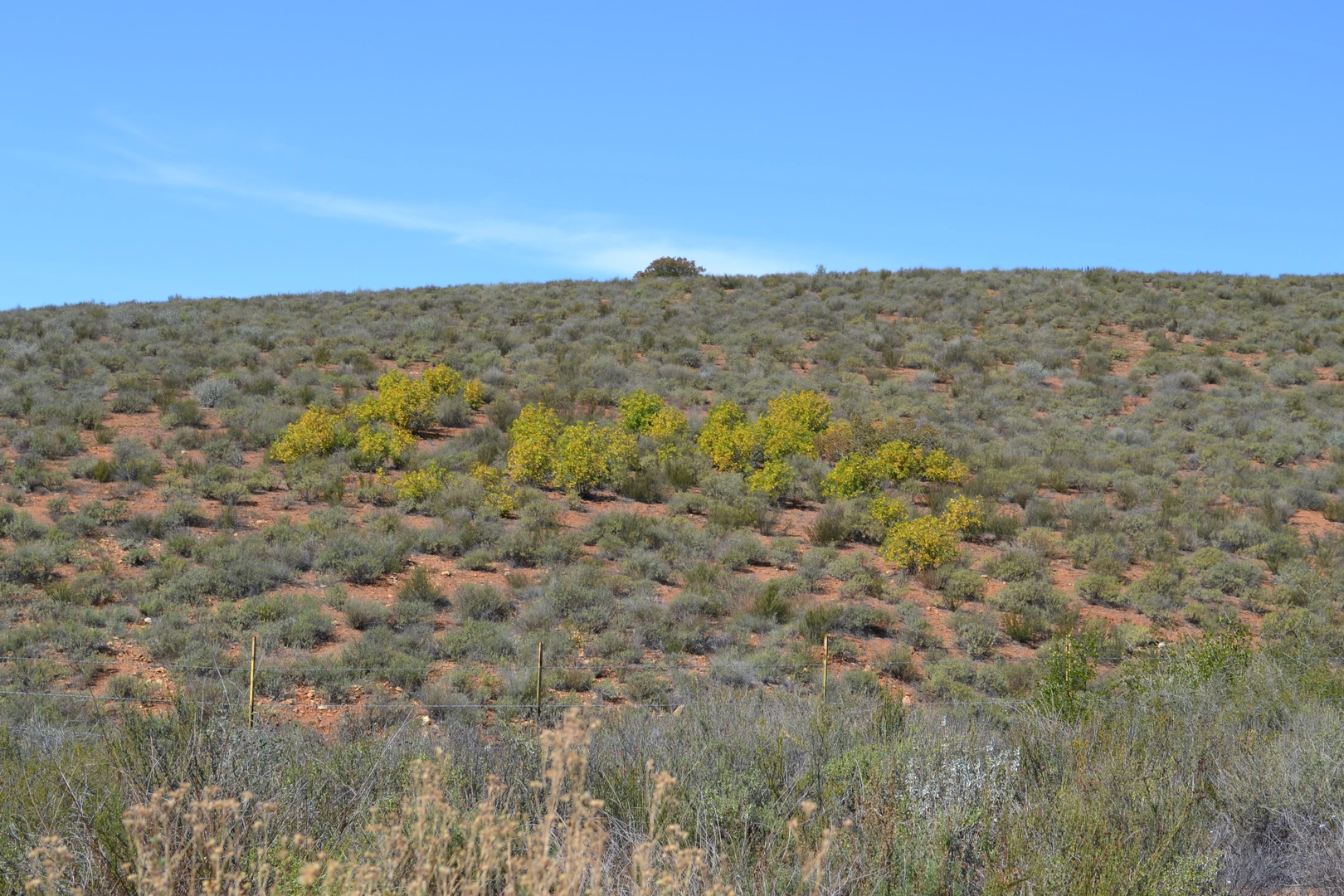 An image depicting the trail Mountain Palm Springs - Pygmy Grove, Southwest Grove and Surprise Canyon Loop Trail and its surrounding area.