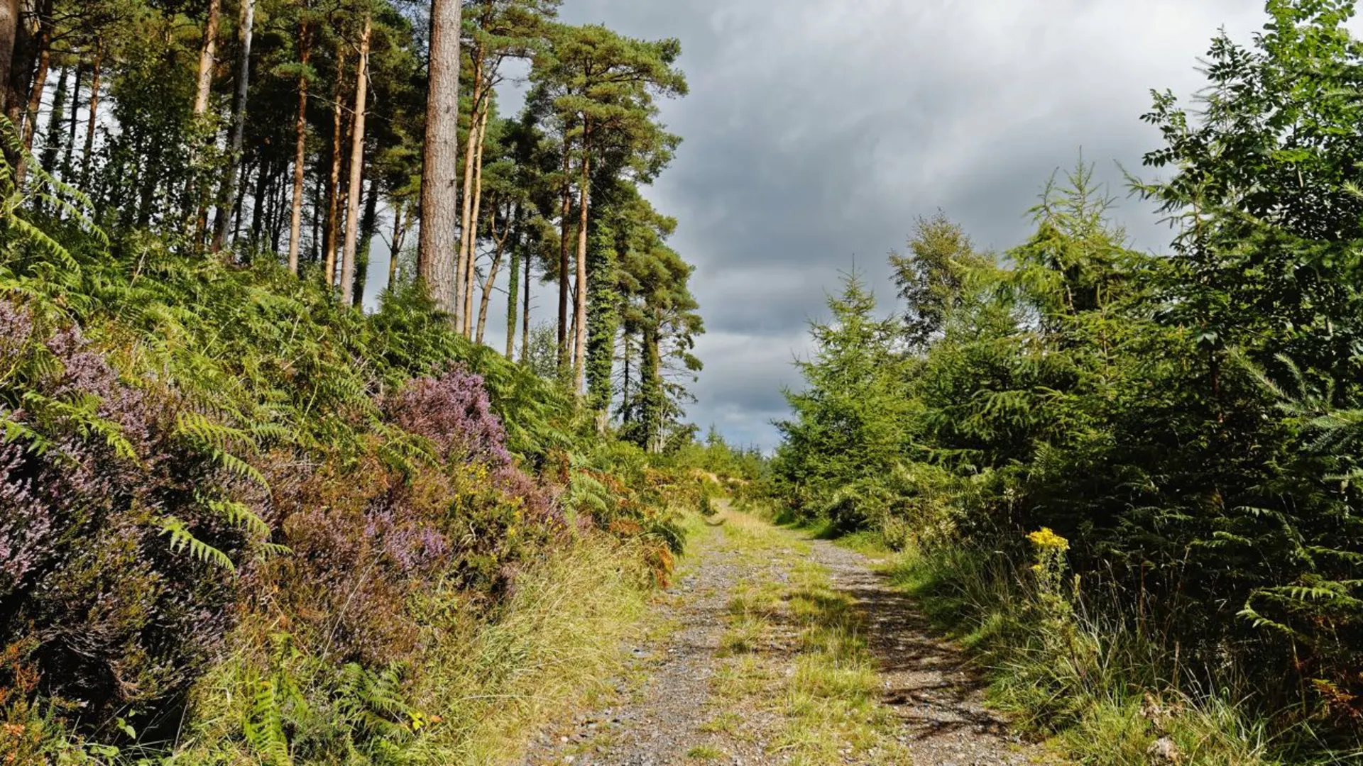 An image depicting the trail East Munster Way and its surrounding area.