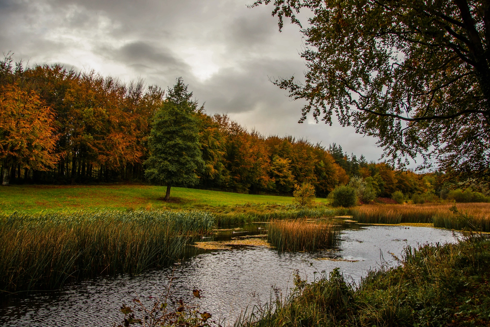 An image depicting the trail Curragh Chase - Lake Trail and its surrounding area.