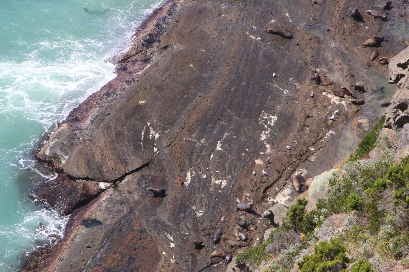 An image depicting the trail Cape Bridgewater Seal Colony Trail and its surrounding area.