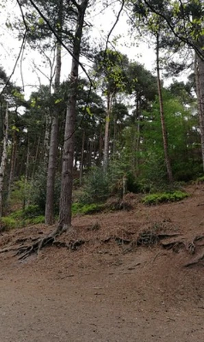 Lickey Hills Country Park Walk