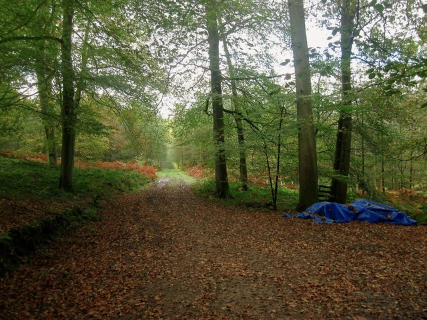 Cuckfield Park, Walks Wood and Westup Wood Loop | West Sussex | Englan