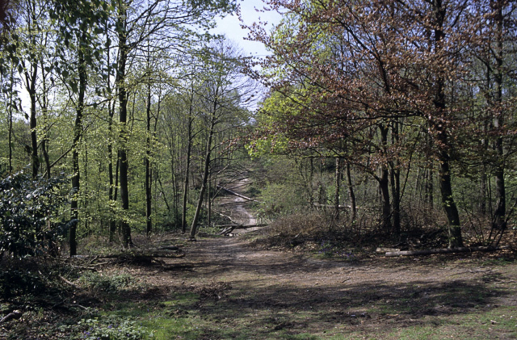 An image depicting the trail Octagon Plantation, Mill Wood and Thorndon Country Park North and its surrounding area.