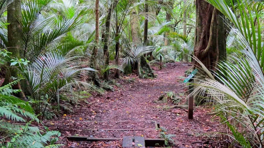 Ratapihipihi Scenic Reserve Walk