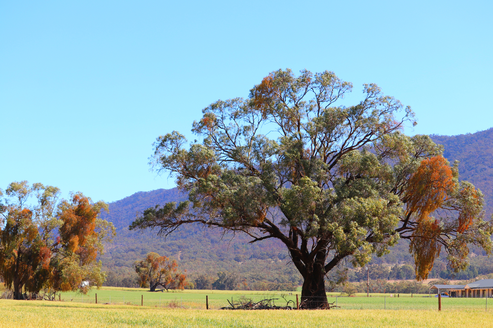 An image depicting the trail Black Range Trek and its surrounding area.