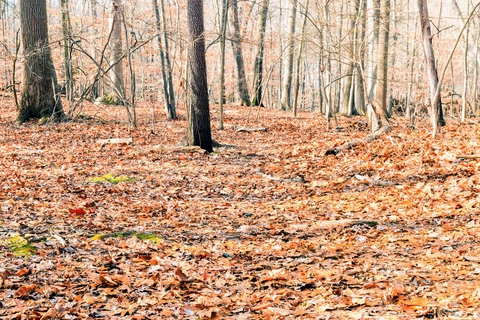 Maple Falls, Campbells Pond via Lenape Trail, Turtle Back and River Trail