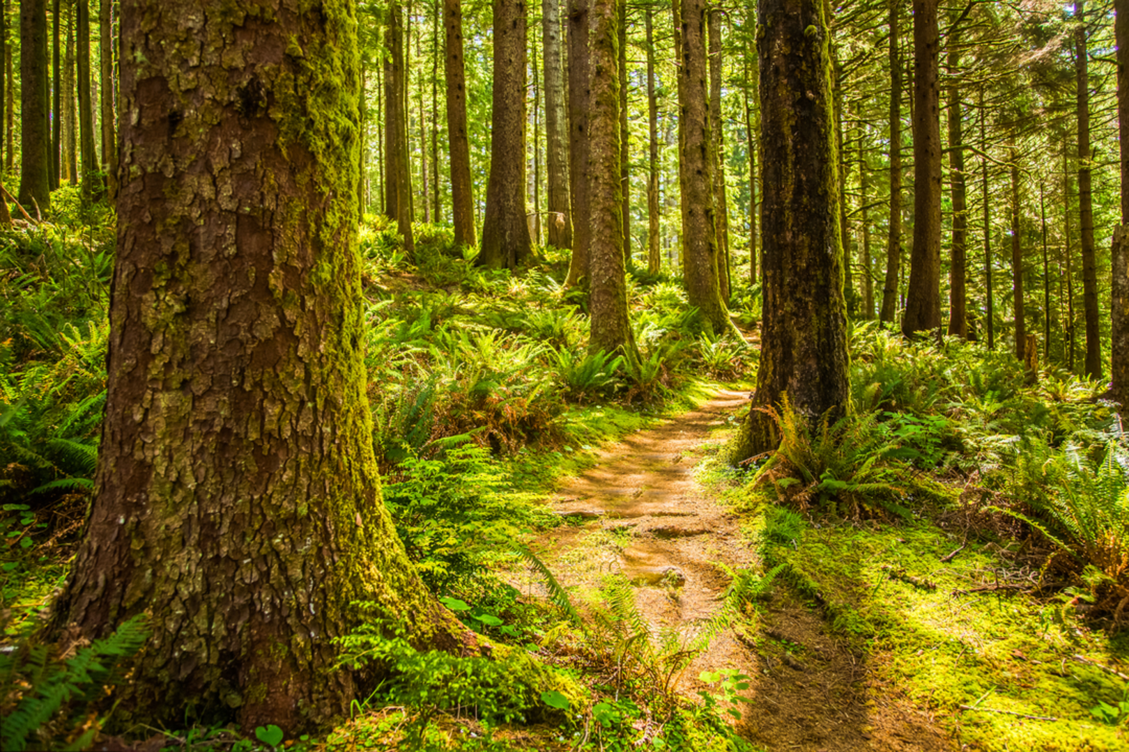 An image depicting the trail Cooks Ridge Trail via Discovery Loop Trail and its surrounding area.