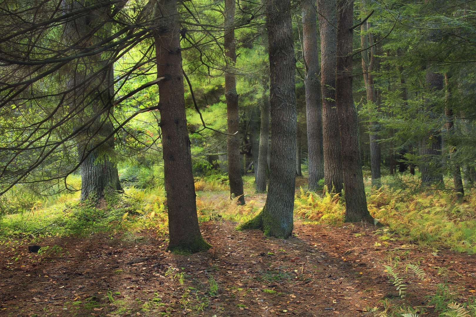 An image depicting the trail Foster Joseph Sayers Lake Loop Trail and its surrounding area.