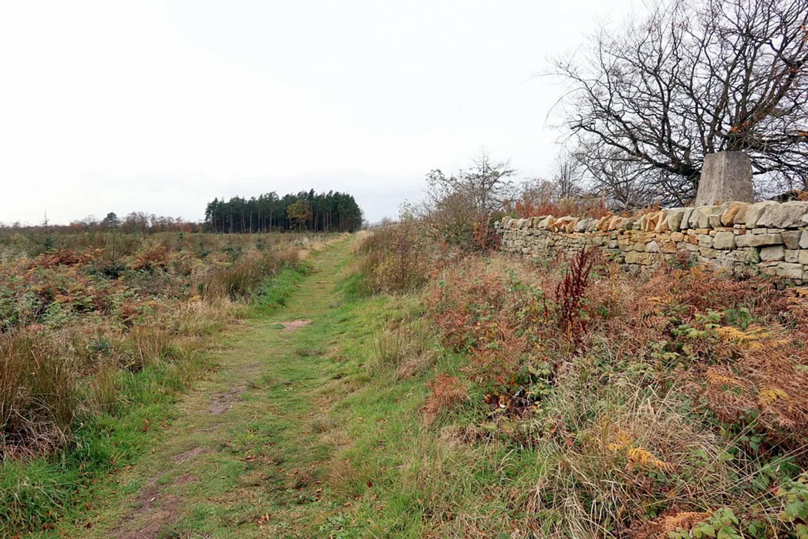An image depicting the trail Corbridge to Chollerford Walk and its surrounding area.