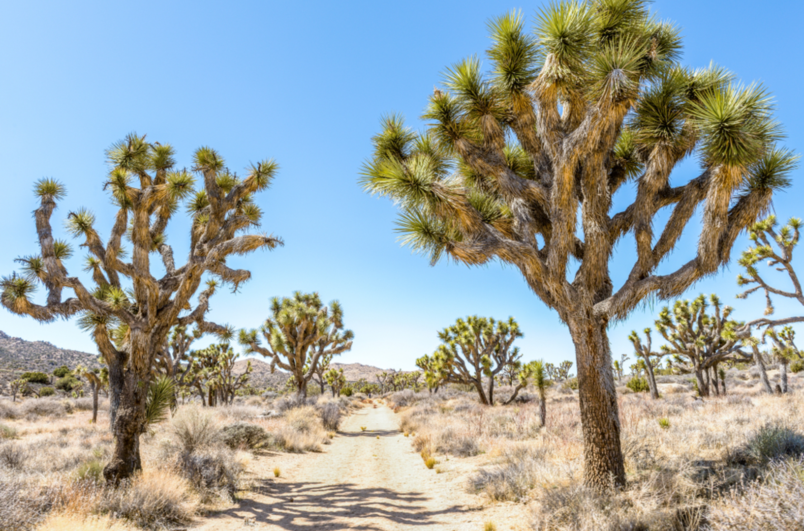 An image depicting the trail Stubbe Springs Loop Trail and its surrounding area.