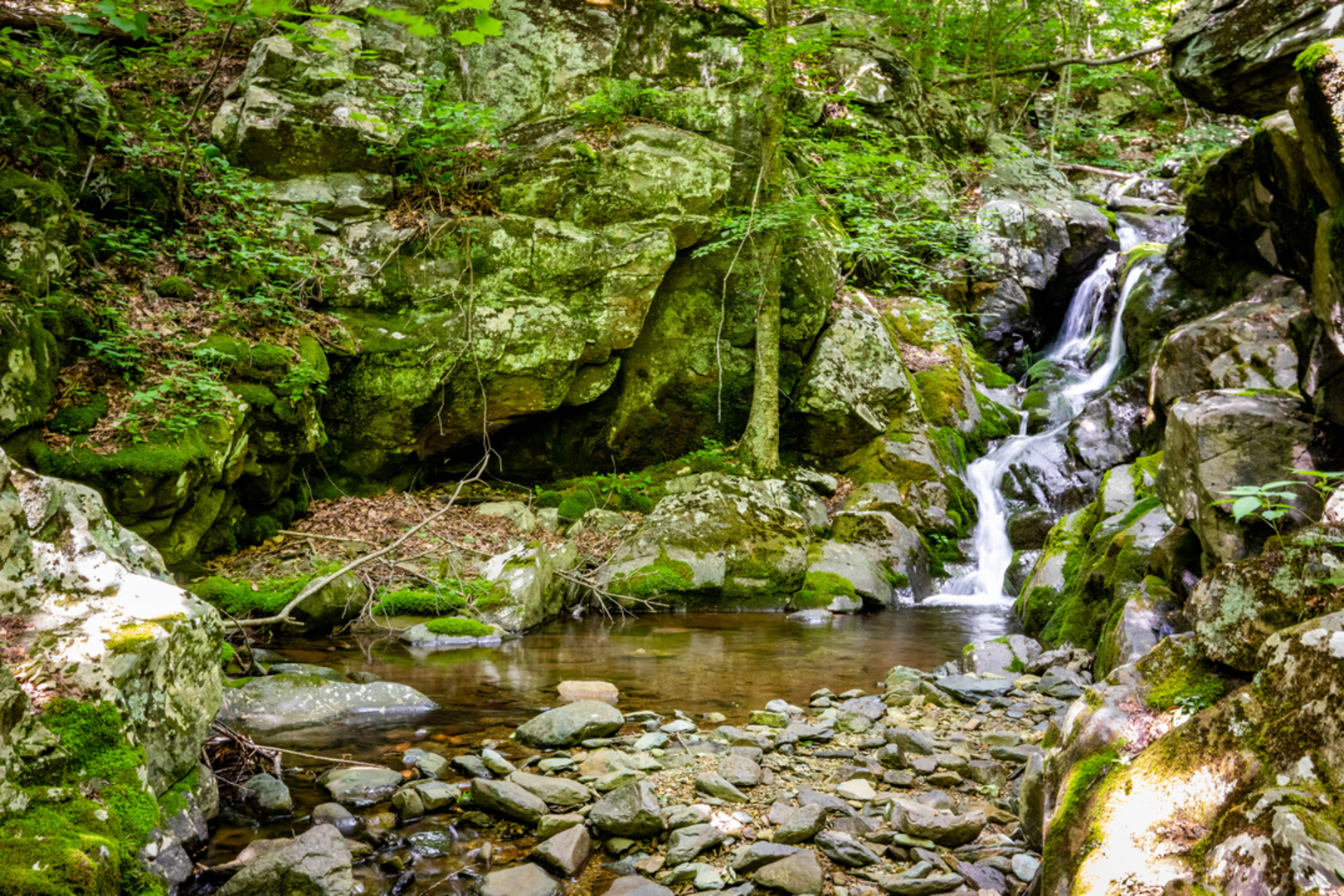 An image depicting the trail Whiteoak Canyon and Cedar Run Loop Trail and its surrounding area.