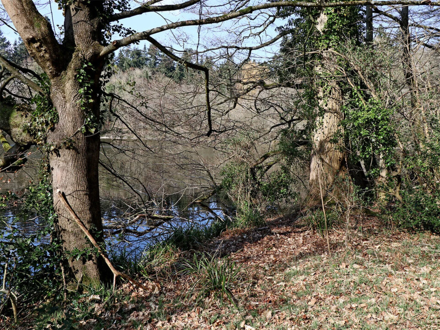 An image depicting the trail Comer Wood Loop and its surrounding area.