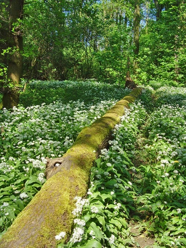 Scunthorpe