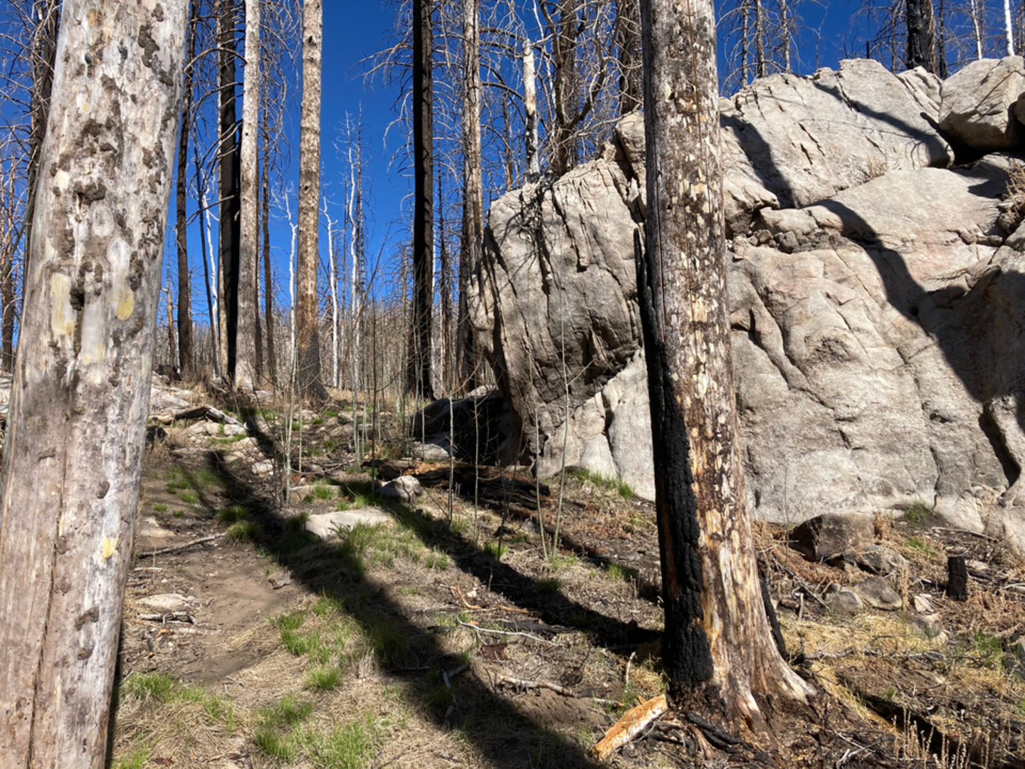 An image depicting the trail Webb Peak Trail and its surrounding area.