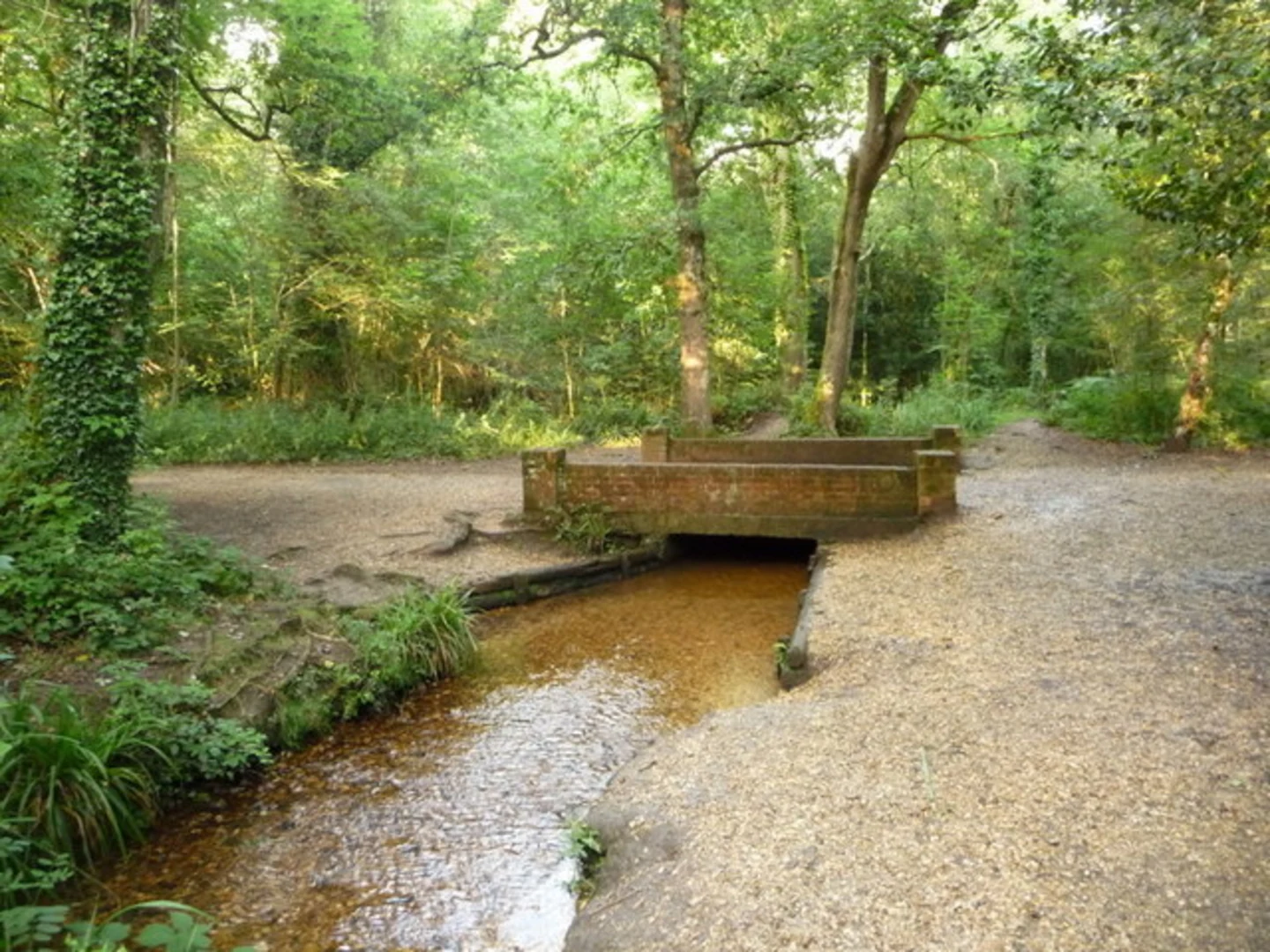 An image depicting the trail Delph Woods Loop and its surrounding area.