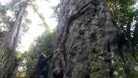 Big Rimu Walk