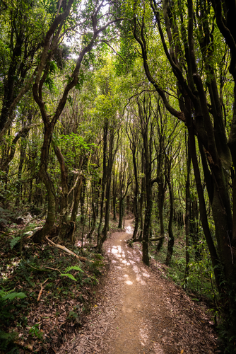 Rangituhi - Colonial Knob Walk