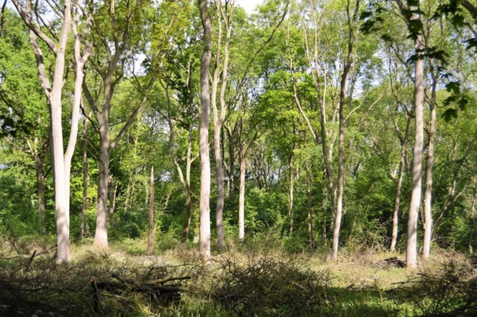 An image depicting the trail Hanger Wood via Clay Way and its surrounding area.