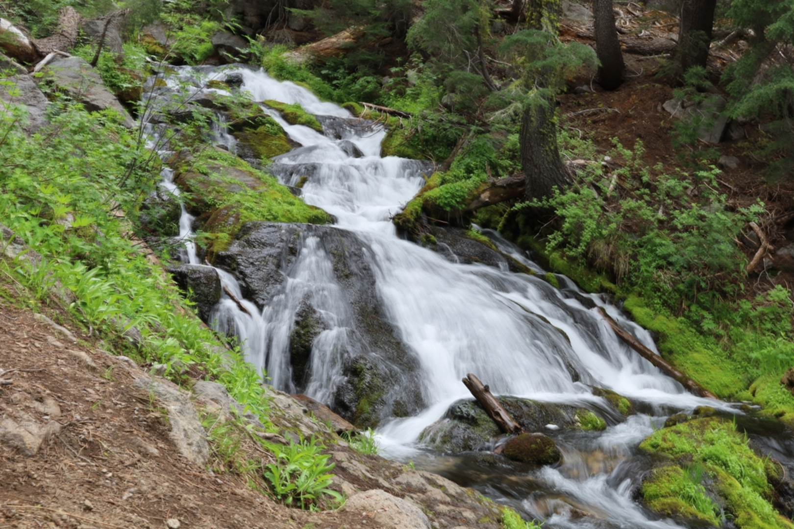 An image depicting the trail Paradise Meadows Trail and its surrounding area.
