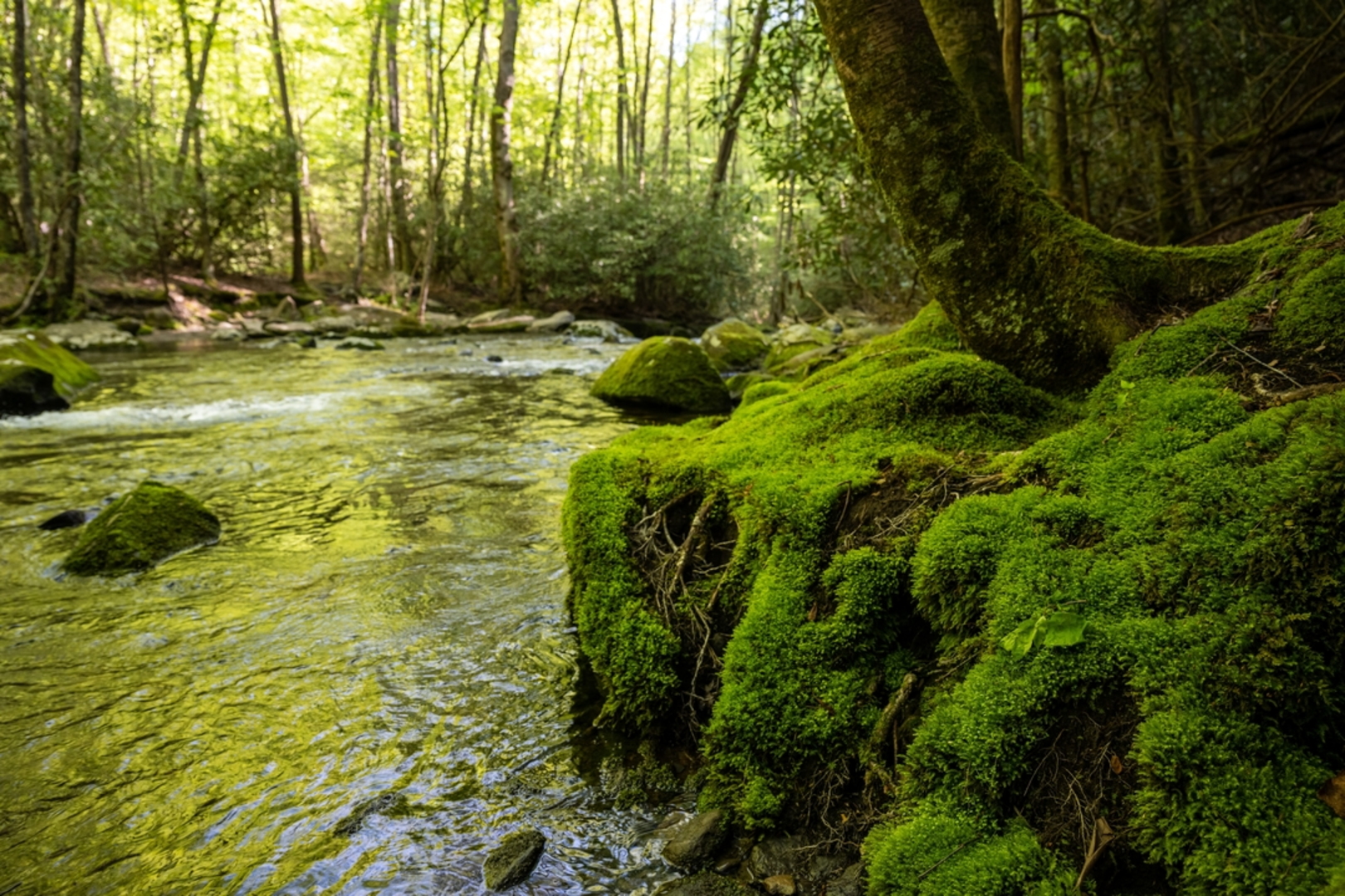 An image depicting the trail Lynn Camp Prong Trail and its surrounding area.