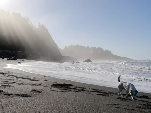 Coastal Trail and Yurok Loop Trail