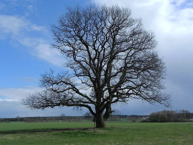 Schmarbeck Loop