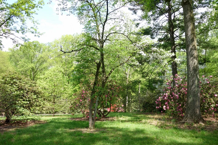 White Trail Loop - Sycamore Hills