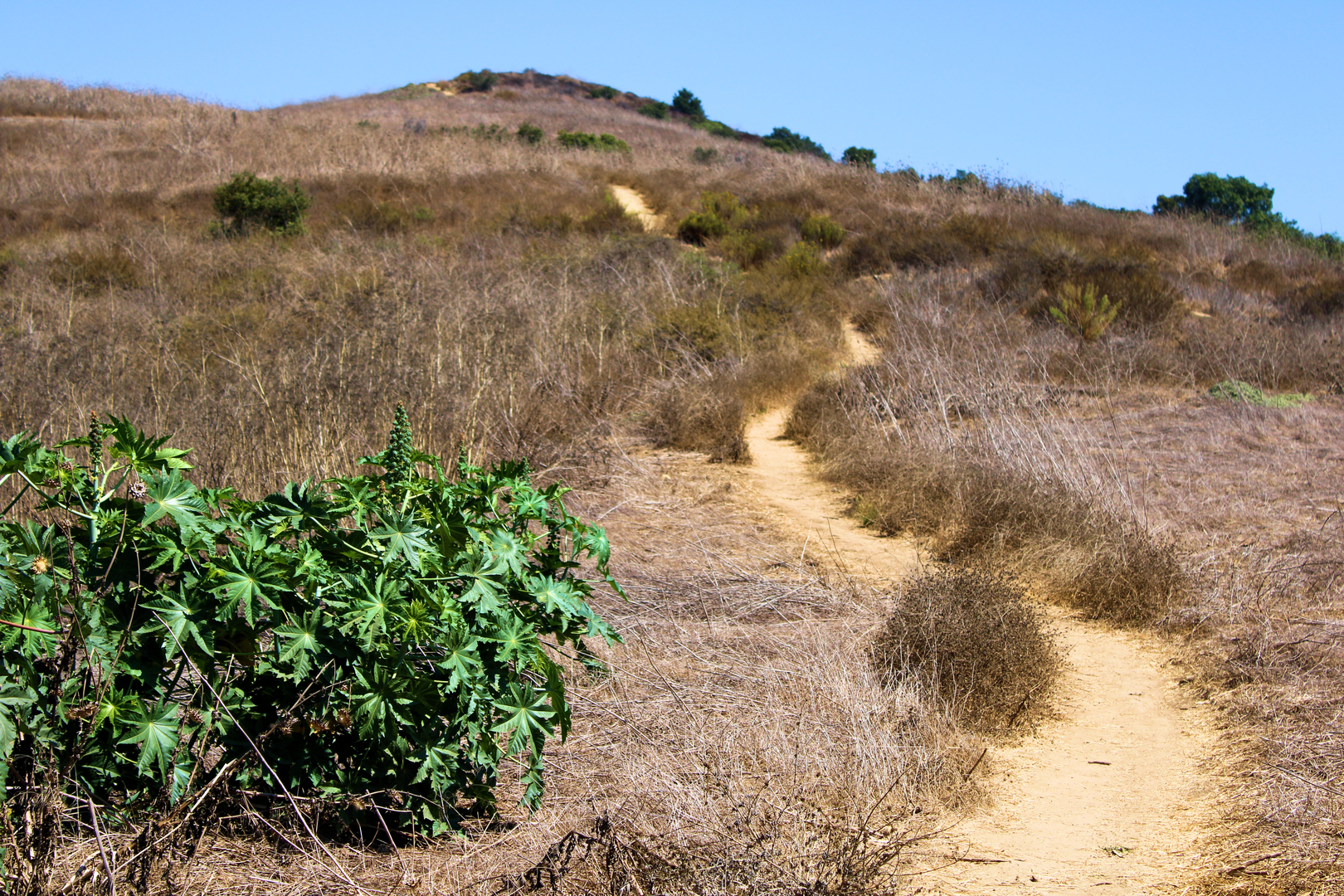 An image depicting the trail Native Oak and Ahwingna Loop Trail and its surrounding area.