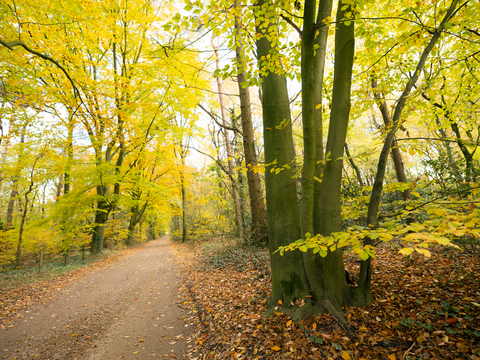 Lande Duinen, Korte Duinen and Doorn Driebergen via Beerketaantje, Hazewater and Oude Postweg