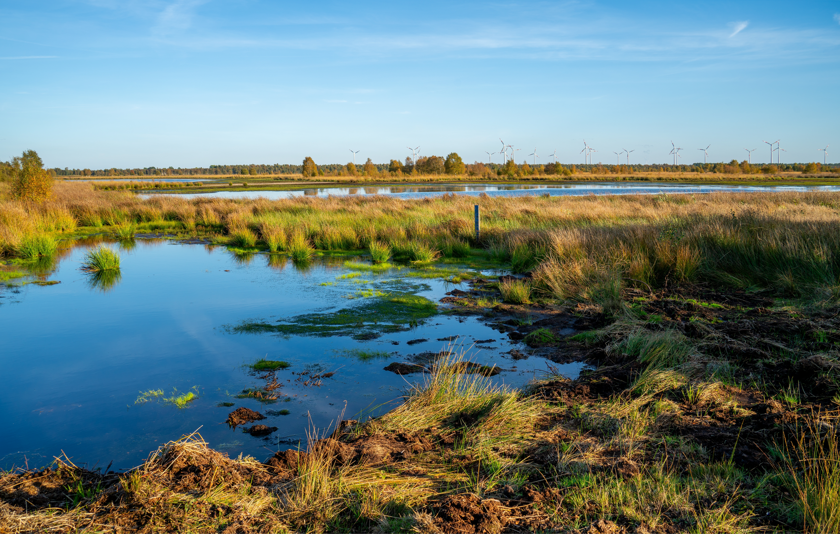 An image depicting the trail Oosterveen and Bargerveen Loop and its surrounding area.