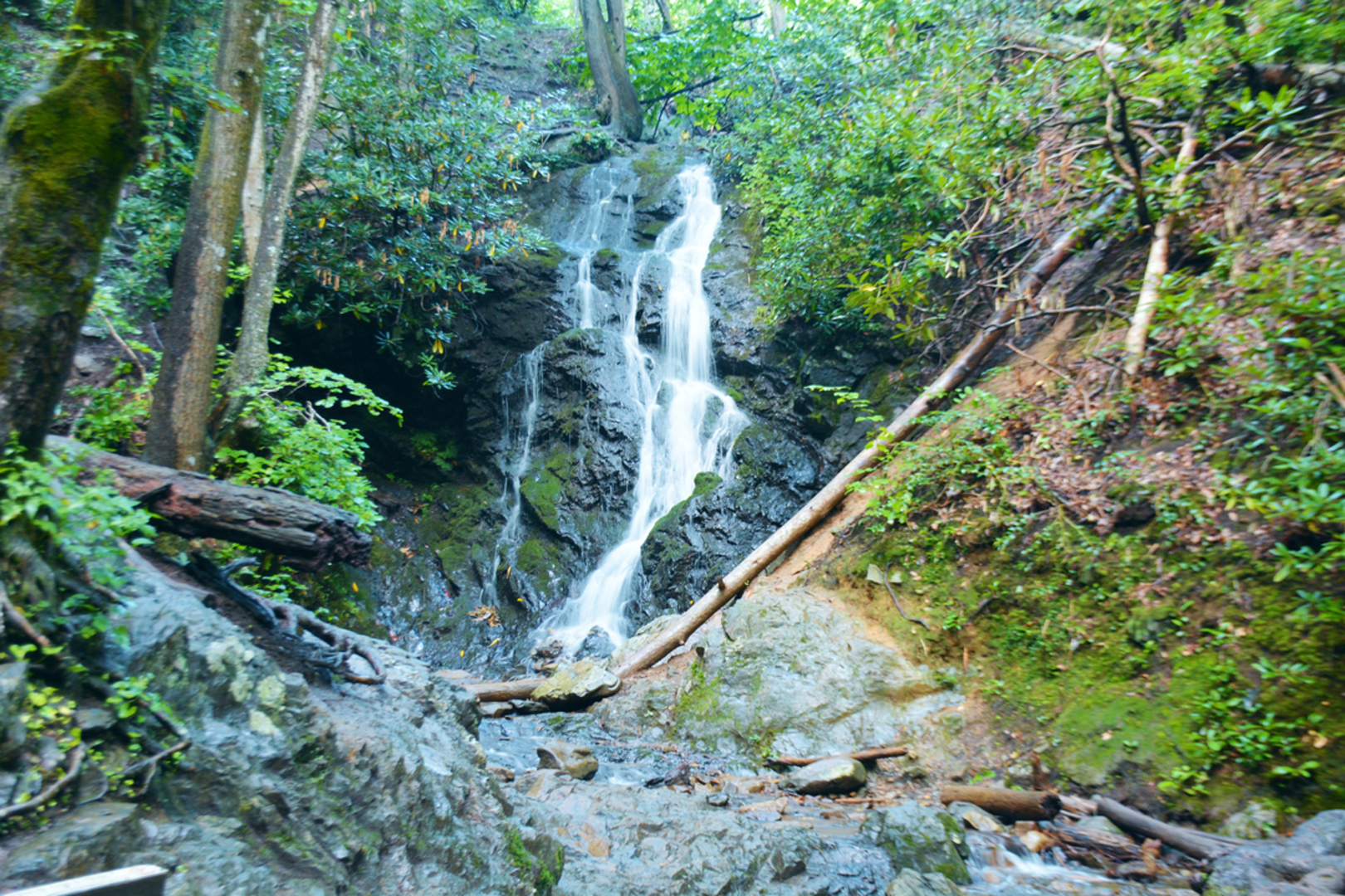 An image depicting the trail Old Sugarlands Trail and its surrounding area.