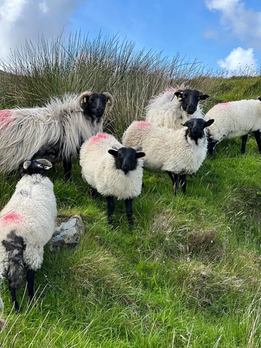 Muckish-Lub an Iarnrod