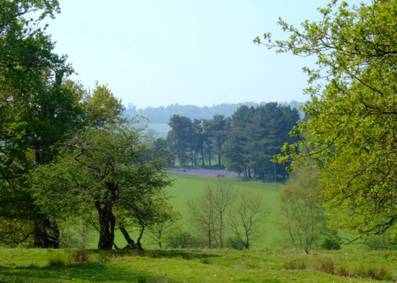 An image depicting the trail Junbilee Plantation and Poker's Leys Loop and its surrounding area.