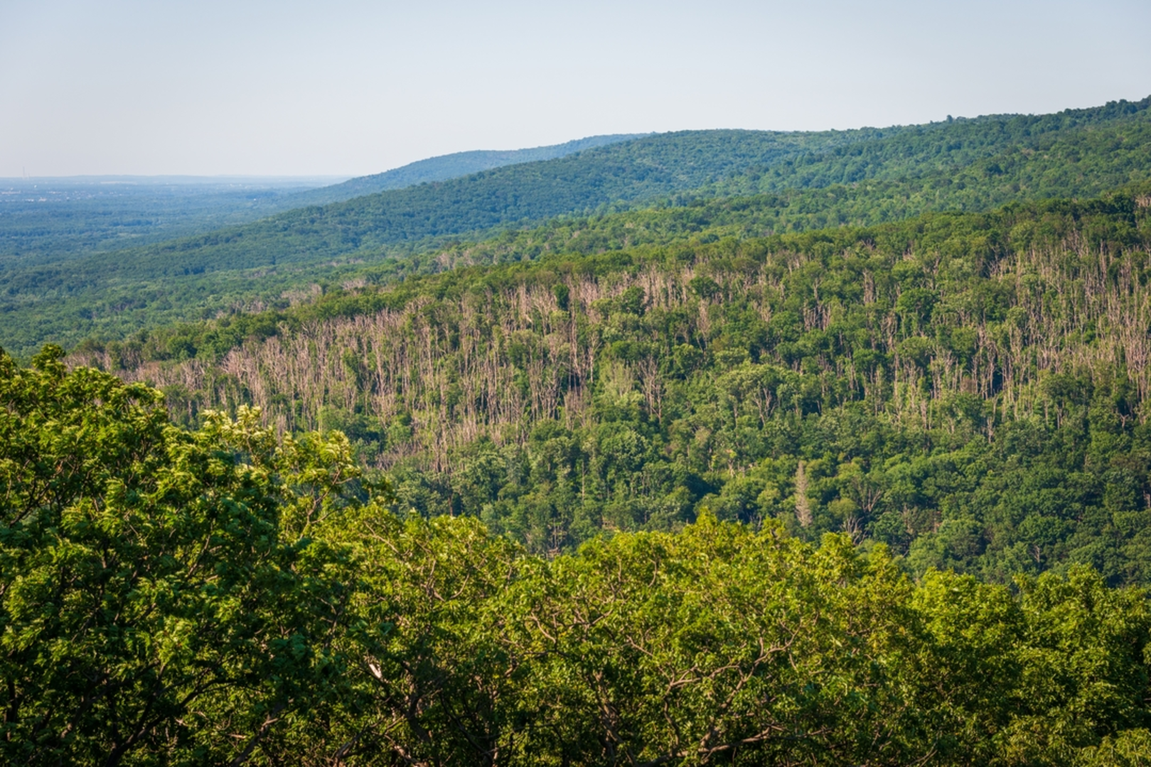 An image depicting the trail Catoctin National Recreation Trail from Catoctin Furnace Road and its surrounding area.