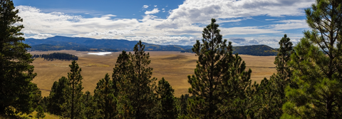 Pine J Trail