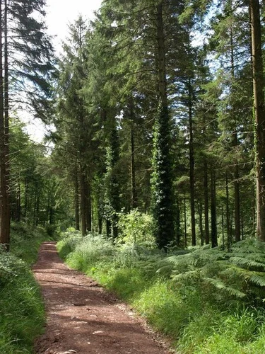 Cheddar, Charterhouse and Rowberrow Warren Wood Loop